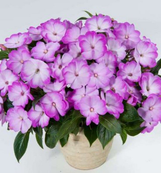 Net�kavka novoguinejsk� �HARMONY RADIANCE LILAC�, kont. 0,5 l