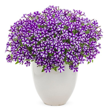 Petunie p�evisl� �SUPERTUNIA� MINI VISTA VIOLET STAR�, kont. 0,5 l