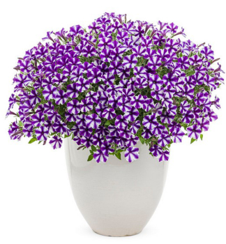 Petunie p�evisl� �SUPERTUNIA� MINI VISTA VIOLET STAR�, kont. 0,5 l
