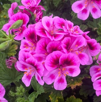 Pelargonie anglick� von�c� �ANGELS PERFUME� LAVENDER�, kont. 0,5 l