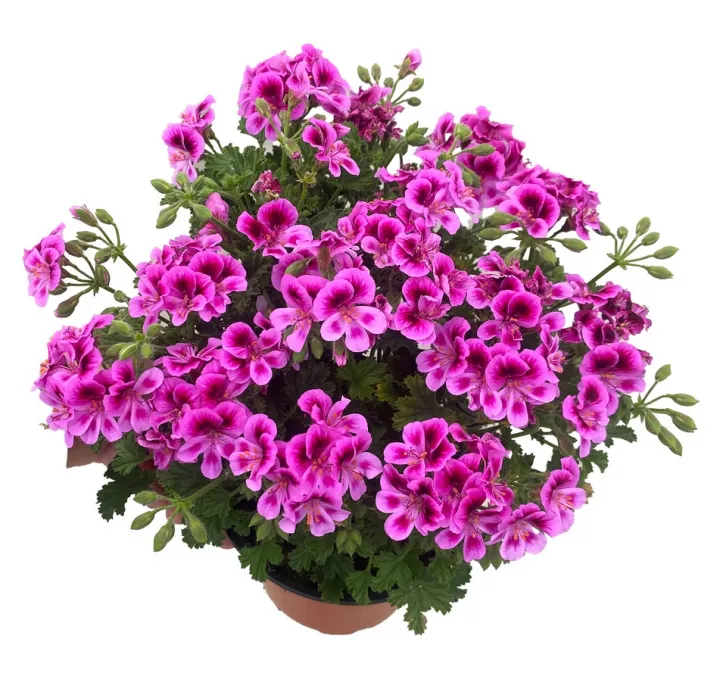 Pelargonie anglick� von�c� �ANGELS PERFUME� LAVENDER�, kont. 0,5 l