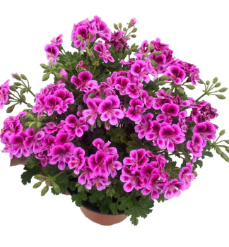 Pelargonie anglick� von�c� �ANGELS PERFUME� LAVENDER�, kont. 0,5 l