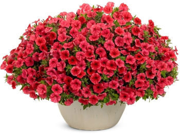 Petunie p�evisl� �SUPERTUNIA� MINI VISTA CORAL�, kont. 0,5 l