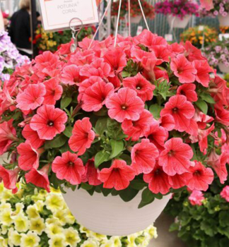 Petunie p�evisl� �SUPERTUNIA� MINI VISTA CORAL�, kont. 0,5 l