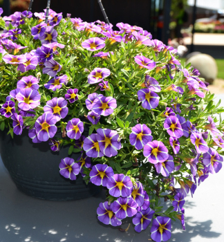 Minipet�nie polop�evisl� �COLIBRI� PURPLE BLING�, kont. 0,5 l