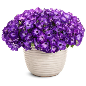 Petunie p�evisl� �SUPERTUNIA� VISTA BLUE MOON�, kont. 0,5 l