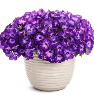 Petunie p�evisl� �SUPERTUNIA� VISTA BLUE MOON�, kont. 0,5 l