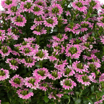 V�j��ovka �TOUCH� BABY PINK�, kont. 0,5 l