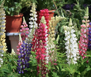 Lupina �GALLERY MIX�, kont. 1 l