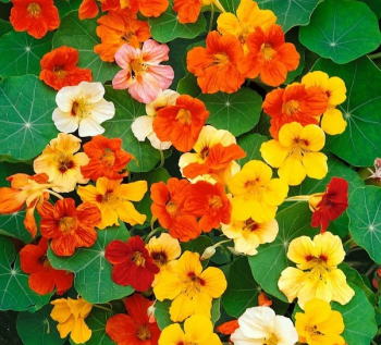 LICHO�E�I�NICE V�T��, 4 ks v multiplate