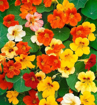 LICHO�E�I�NICE V�T��, 4 ks v multiplate