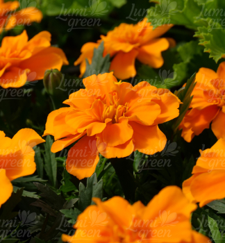 Obr�zok (1)