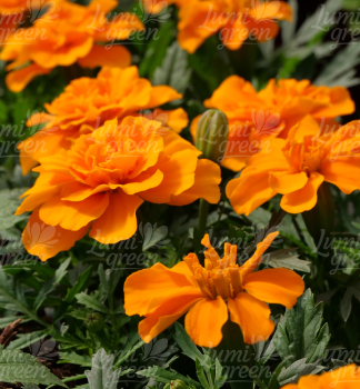 Obr�zok (2)