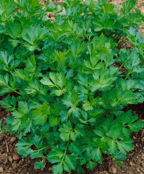 Celer vo�av�,  6 ks v multiplate