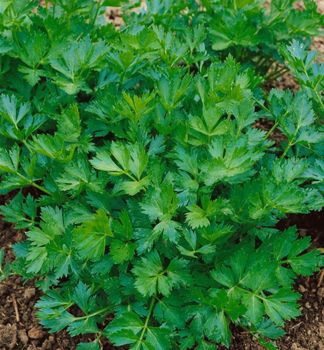 Celer vo�av�,  6 ks v multiplate