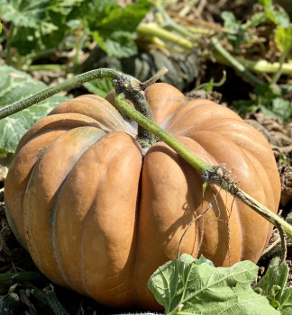 D��E �MOSCATA DI PROVENZA�, kont. 0,5 l