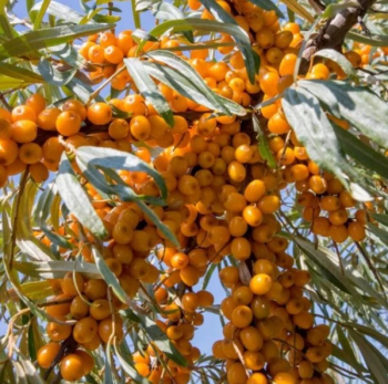 Rakytn�k �e�etl�kov� �ANANASN�� 40-50 cm, kont. 2,5 l - sami�� rostlina