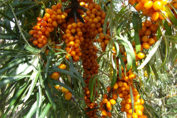 Rakytn�k �e�etl�kov� �AUGUSTINKA� 30-40 cm, kont. 2,5 l - sami�� rostlina