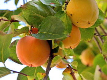 Tomel japonsk� �RANGO� 180-200 cm, kont. 9,5 l