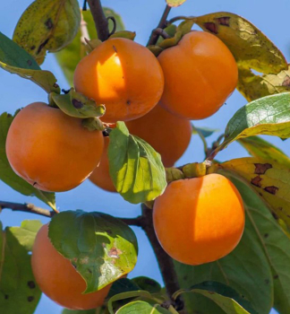 Tomel japonsk� �RANGO� 180-200 cm, kont. 9,5 l