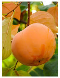 Tomel japonsk� �SHARON� 170-200 cm, kont. 9,5 l