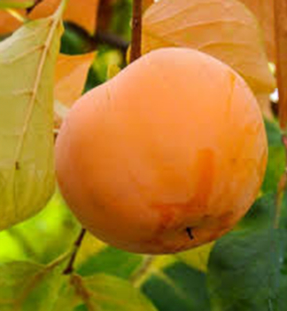 Tomel japonsk� �SHARON� 170-200 cm, kont. 9,5 l