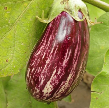 Lilek �LUCILLA F1�, kont. 0,5 l