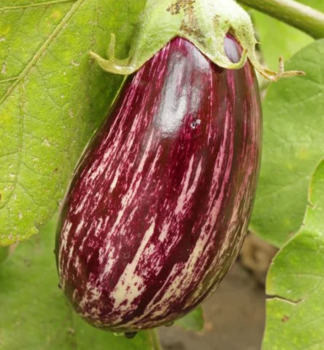 Lilek �LUCILLA F1�, kont. 0,5 l