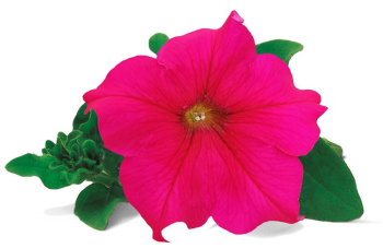Petunie p�evisl� �WONDERFALL� HOT PINK�, kont. 0,5 l