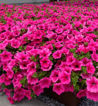 Petunie p�evisl� �WONDERFALL� HOT PINK�, kont. 0,5 l