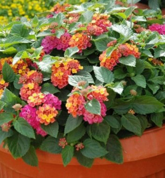 Libora �BUSHY ORANGE MAGENTA�, kont. 0,5 l