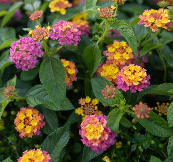 Libora �TROPICAL TWIST�, kont. 0,5 l