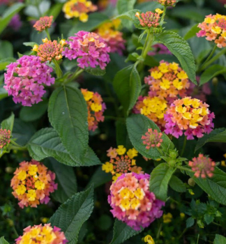 Libora �TROPICAL TWIST�, kont. 0,5 l