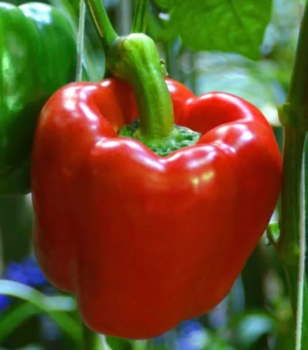 Paprika velkoplod� �erven� �GAGIO F1� 6 ks v multiplate