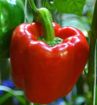 Paprika velkoplod� �erven� �GAGIO F1� 6 ks v multiplate