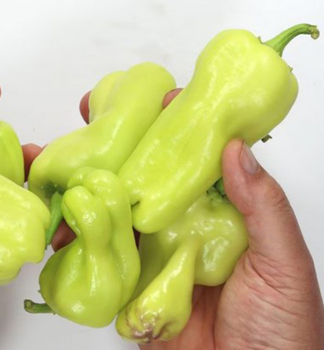 Paprika sladk� �MANTOVANO� 6 ks v multiplate