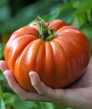 Raj�e ty�kov� �BIG PATATA F1�, kont. 0,5 l