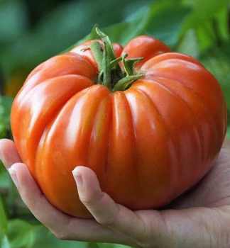 Raj�e ty�kov� �BIG PATATA F1�, kont. 0,5 l