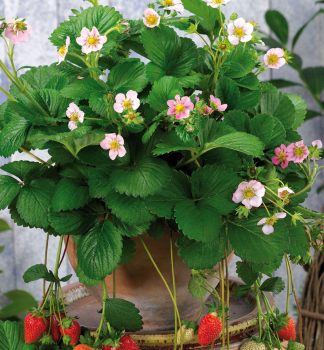 Jahodnk stleplodc ROSANA kont. 1,5 l