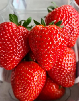 Jahodn�k �PARLANDO� multiplato 10 ks