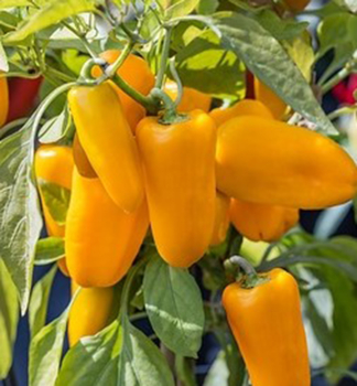 Paprika �LUBEGA� MINI ORANGE�, kont. 1 l