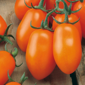 Raj�e ty�kov� cherry �MIRADO� ORANGE�, kont. 1 l