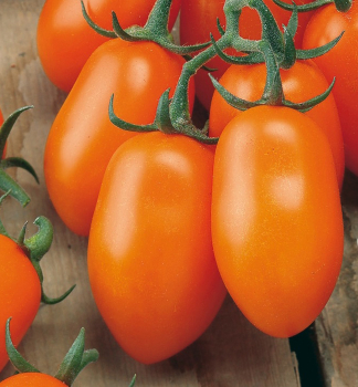 Raj�e ty�kov� cherry �MIRADO� ORANGE�, kont. 1 l