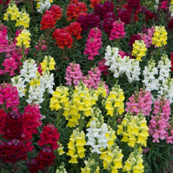 Hled�k �MIX BAREV�, 4 ks v multiplate