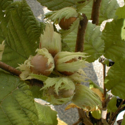 L�ska ke�ov� velkoplod� �NOTTINGHAMSK�� 120-130 cm, kont. 10 l