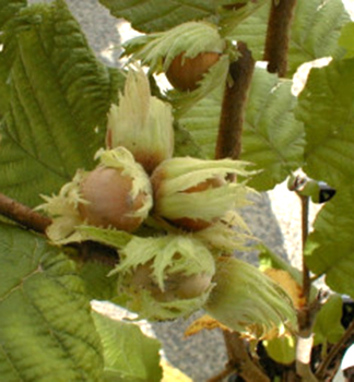 L�ska ke�ov� velkoplod� �NOTTINGHAMSK�� 120-130 cm, kont. 10 l