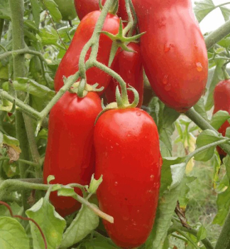 Raj�e ke�ov� �SAN MARZANO ENZO F1�, kont. 0,5 l
