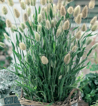 Zaje�� oc�sek (Sametovka) �BUNNY TAILS�, kont. 0,5 l