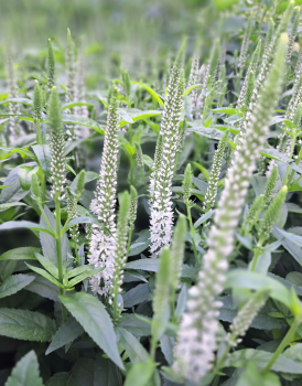 Obr�zok (1)