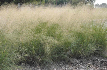 Mili�ka (Eragrosris elliottii) �LOVEY�, kont. 0,5 l